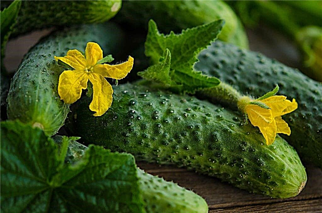 Beschrijving van vruchtbare komkommersoorten