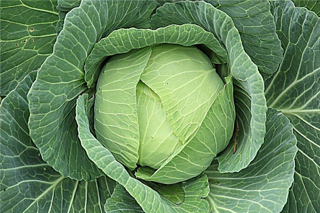 Beschrijving van Cabbage Gift