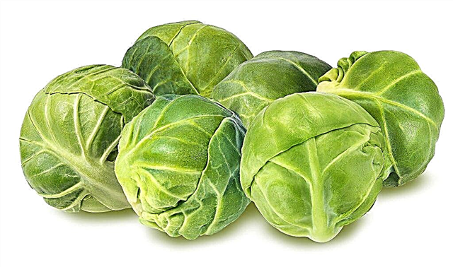 Features of growing Brussels sprouts