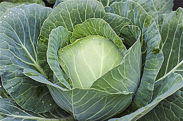 Characteristics of cabbage variety Tiara F1