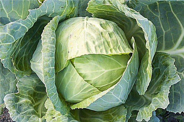 Characteristics of cabbage variety Kazachok