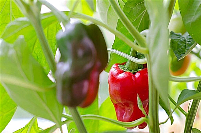 Characteristics of the Goliath pepper variety