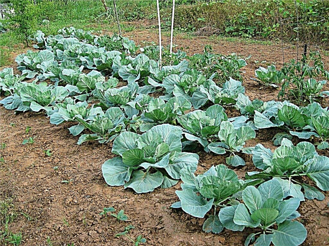 Can or can not plant cabbage in the shade