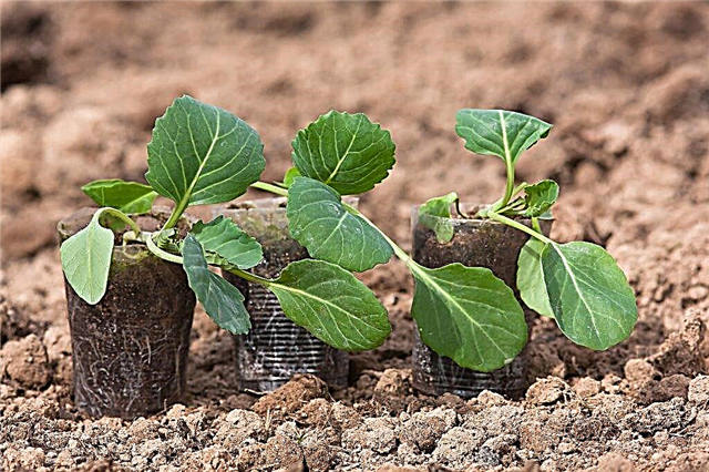 Optimum temperature for growing cabbage seedlings