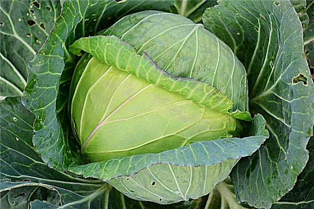 Description of cabbage Kolobok