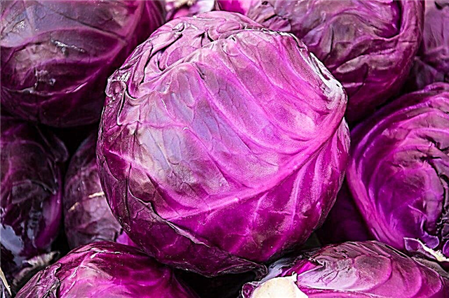 Useful and harmful properties of red cabbage
