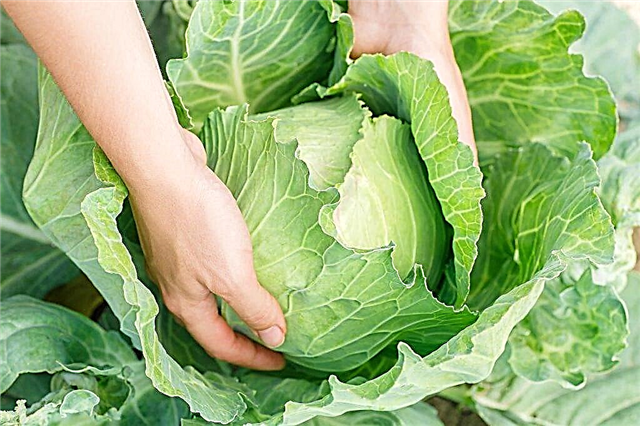 Characteristics of cabbage varieties Valentine F1