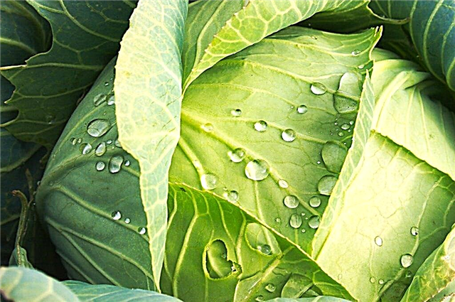 Description of the best varieties of early cabbage
