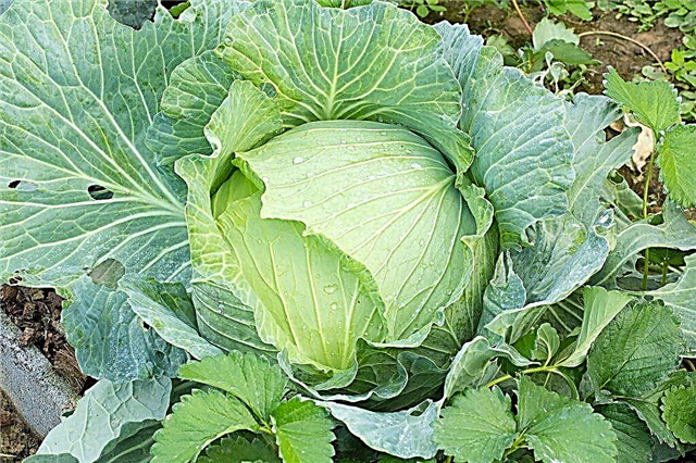 Description of cabbage Slava