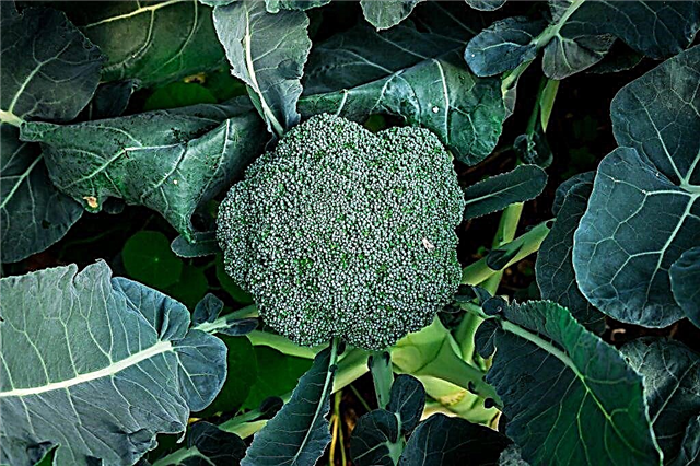 Beskrivelse af broccoli-sorten Macho F1