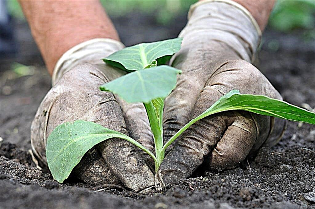 Đặt gì vào lỗ khi trồng bắp cải