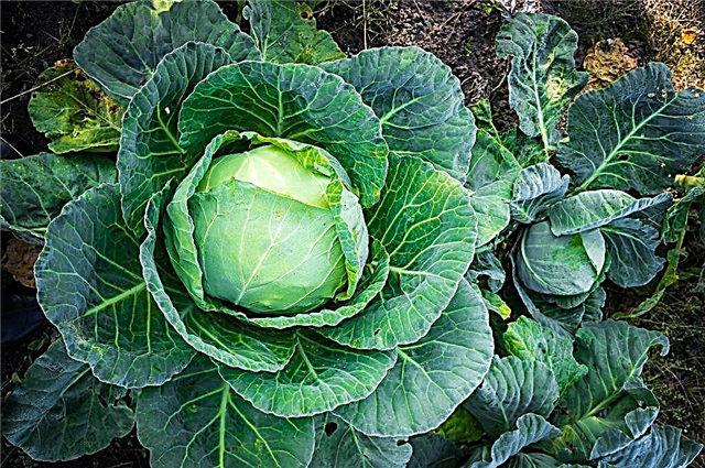Description of cabbage variety Zimovka