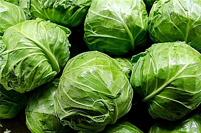 Description of cabbage variety Novator