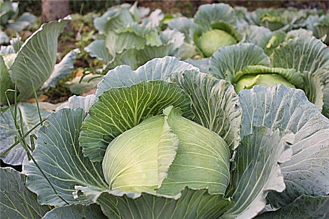 Features of Blizzard cabbage