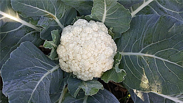 Description of cauliflower Snowball 123