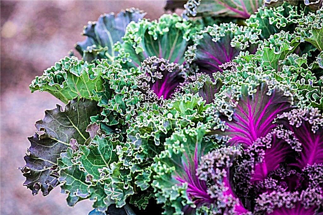 Περιγραφή του λάχανου Kale