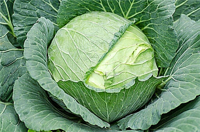 Description of cabbage Nadezhda