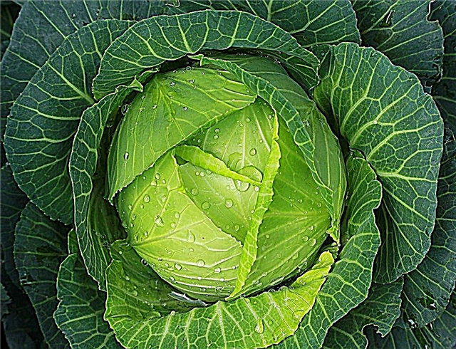 Description of Tobia cabbage