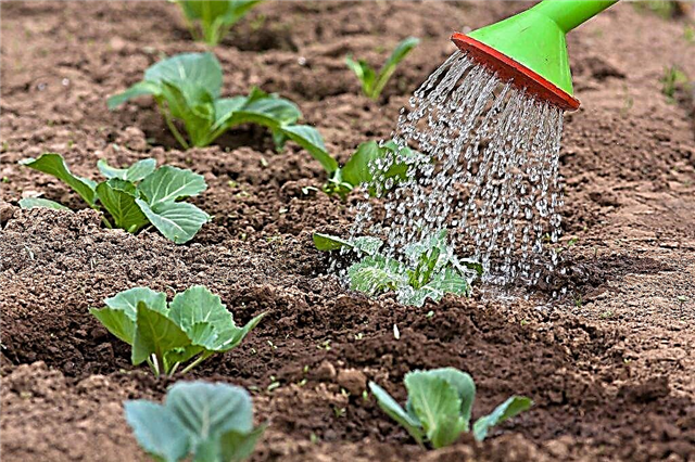 Watering cabbage in the open field