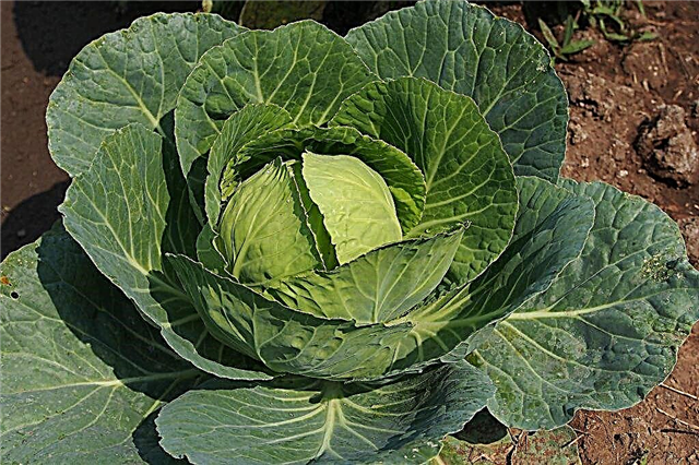 Characteristics of cabbage variety Centurion f1