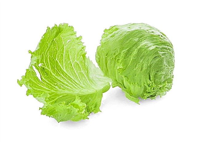 Description of Iceberg cabbage