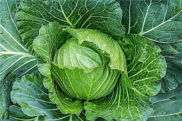 Characteristics of Zenon cabbage