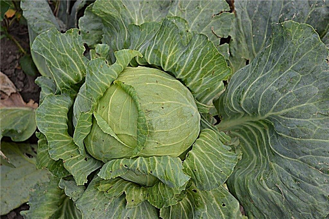 Description of cabbage variety Ankoma f1