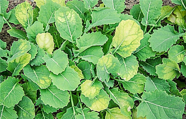Why do cabbage seedlings turn yellow?