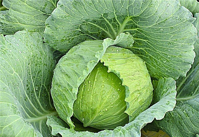 Characteristics of cabbage salad Ammon f1