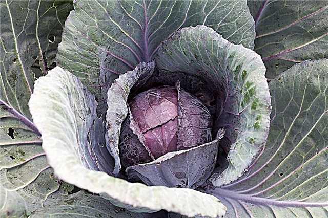 The benefits and harms of blue cabbage