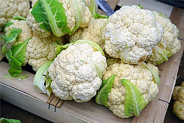Rules for growing cauliflower