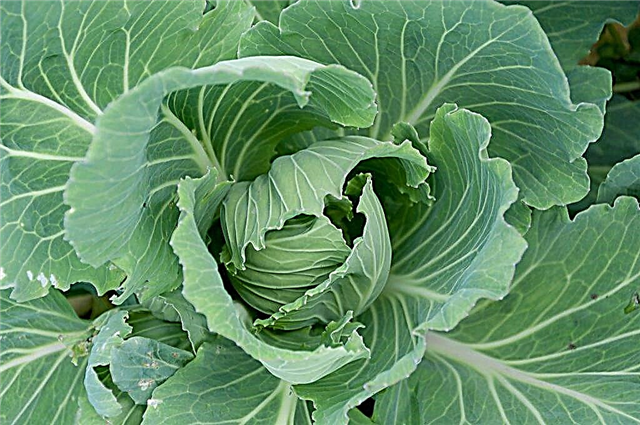 Cabbage growing technology