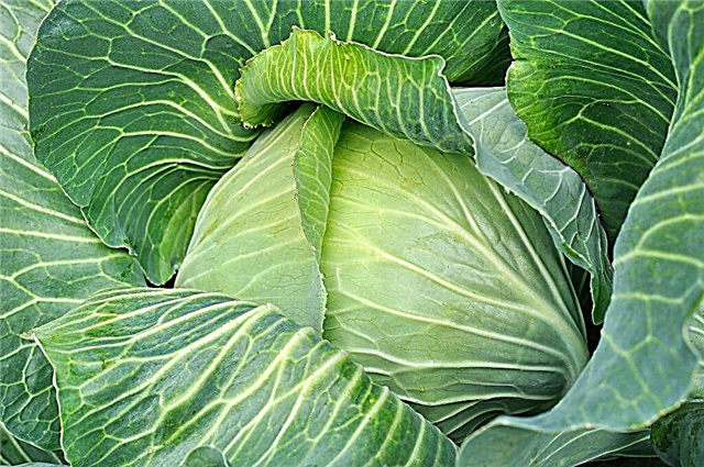 Description of Kupchikha cabbage