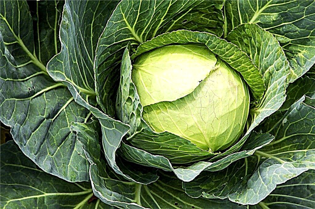 Characteristics of cabbage variety Larsia f1