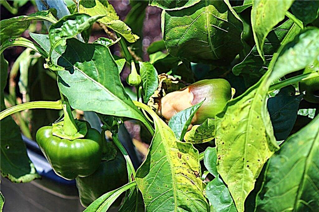 Causes of stains on pepper leaves