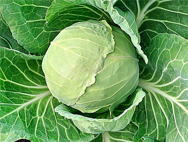 Description of cabbage variety Stone Head