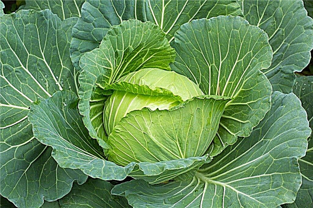 Characteristics of gloria f1 cabbage