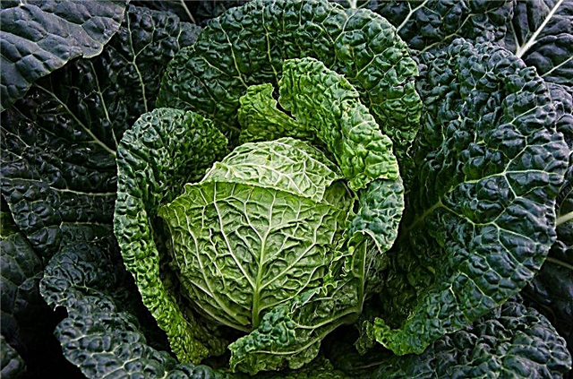 Characteristics of Savoy cabbage