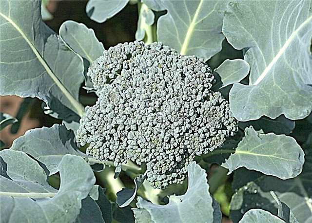 Il principio della coltivazione di broccoli all'aperto