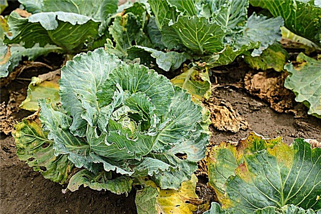 How to get rid of cabbage keels