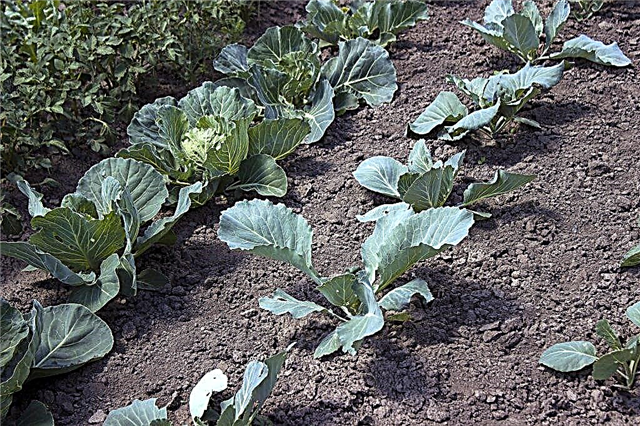 Rules for planting late cabbage in open ground
