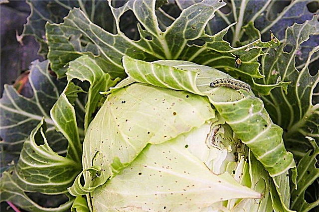 Fighting caterpillars on cabbage