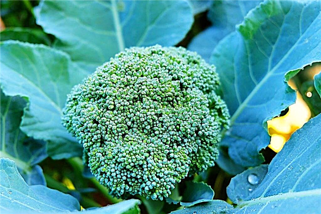 Hibrida dan varieti brokoli terbaik