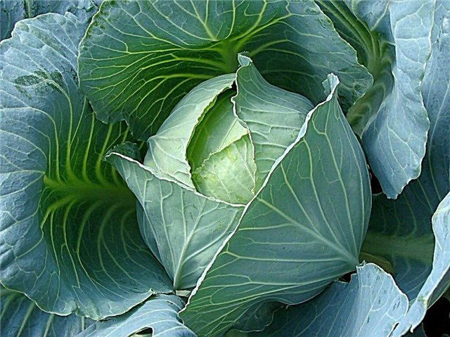 The best cabbage varieties for Siberia