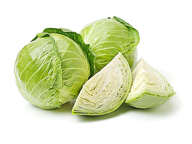 Cabbage varieties for storage for the winter