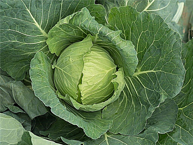 Description of early varieties of white cabbage