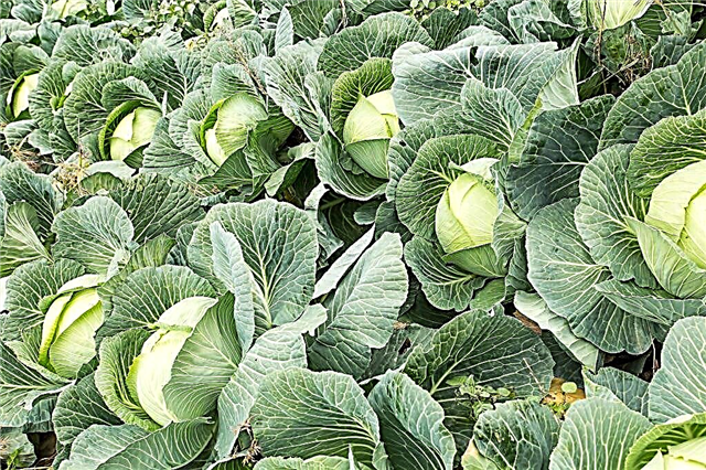 Description of cabbage Nozomi f1