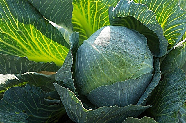 Characteristics of cabbage variety Kolya F1