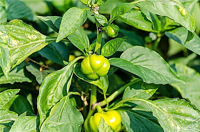 Causes of poor pepper growth