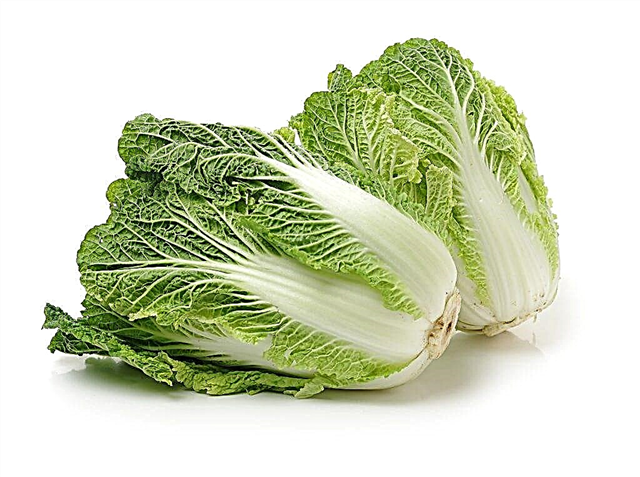 Characteristics of Peking cabbage varieties Bilko F1